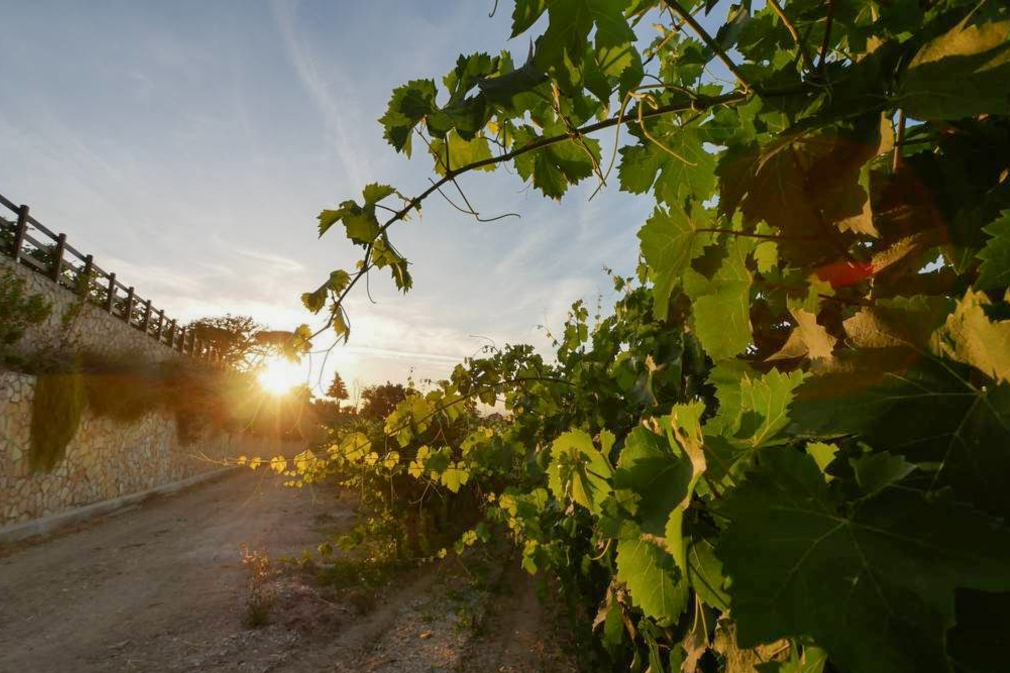 Vigna al tramonto