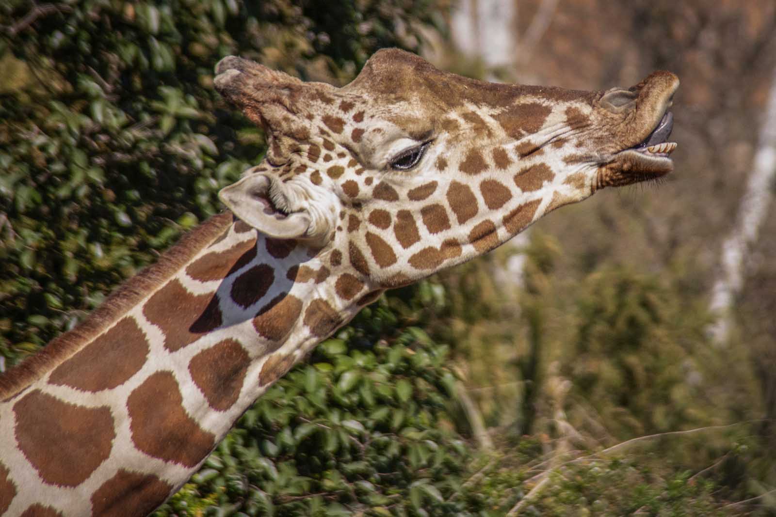 La Giraffa reticolata è il più alto mammifero esistente e il suo collo è lungo ben tre metri. Può superare i cinque metri di altezza e i 1000 kg di peso.