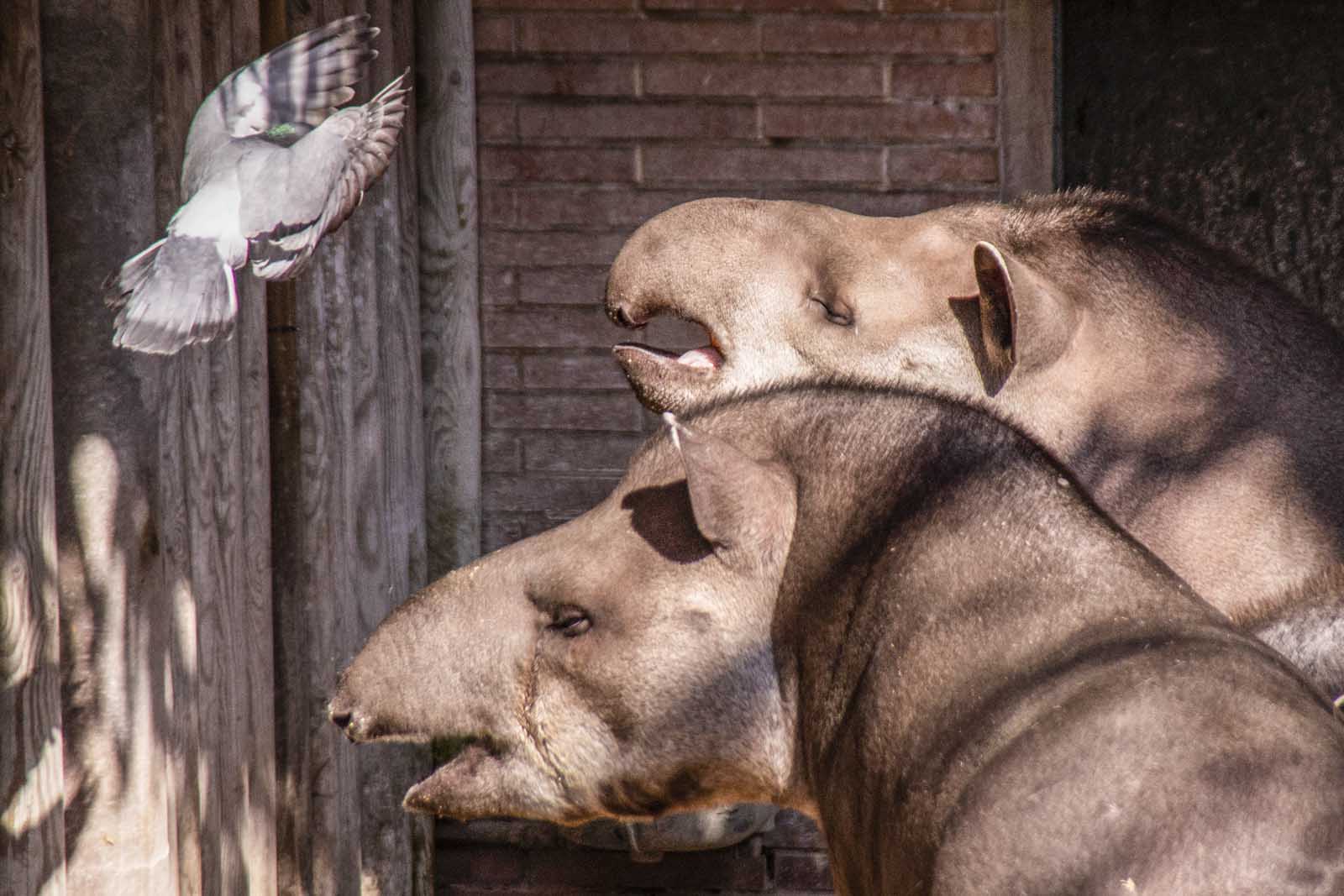 Tapiro sudamericano ha una La lunghezza varia da 1.7 a 2 metri, l’altezza da 77 a 108 cm. Il maschio può pesare fino a 300 kg. Una delle caratteristiche distintive di questa specie è la presenza di una proboscide flessibile, formata dal labbro superiore e dal naso.
