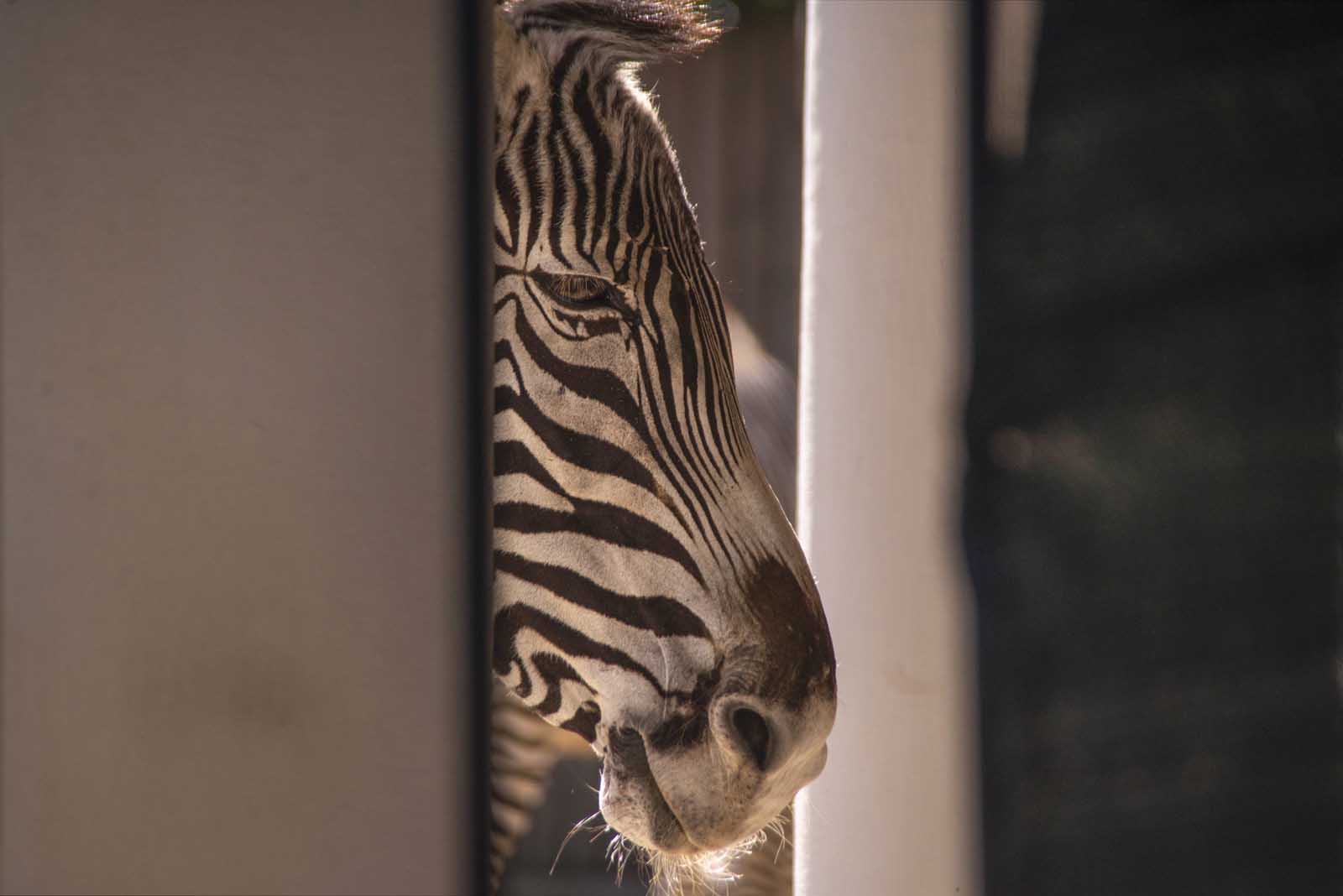 La Zebra di Grevy con un peso massimo di 450 kg, è la più grande fra le zebre e presenta una testa massiccia con orecchie arrotondate.