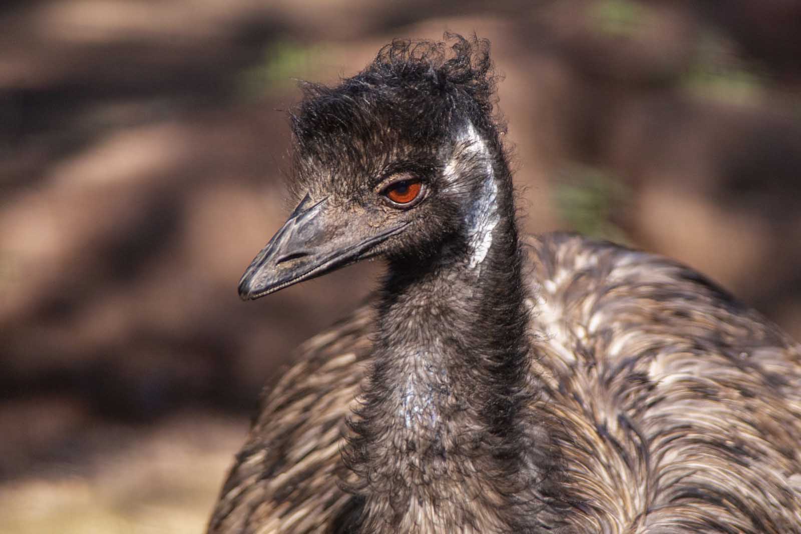 L'Emù è il secondo più grande uccello vivente, dopo lo struzzo, e raggiunge i 40 kg di peso e 1,90 m di altezza.