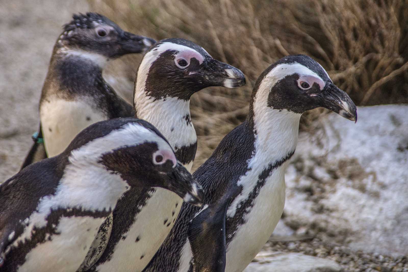 Il Pinguino del capo è di medie dimensioni, non supera i 70 cm di altezza e i 4 kg di peso. Maschio e femmina sono simili sebbene i primi abbiano un becco più “profondo” e robusto.