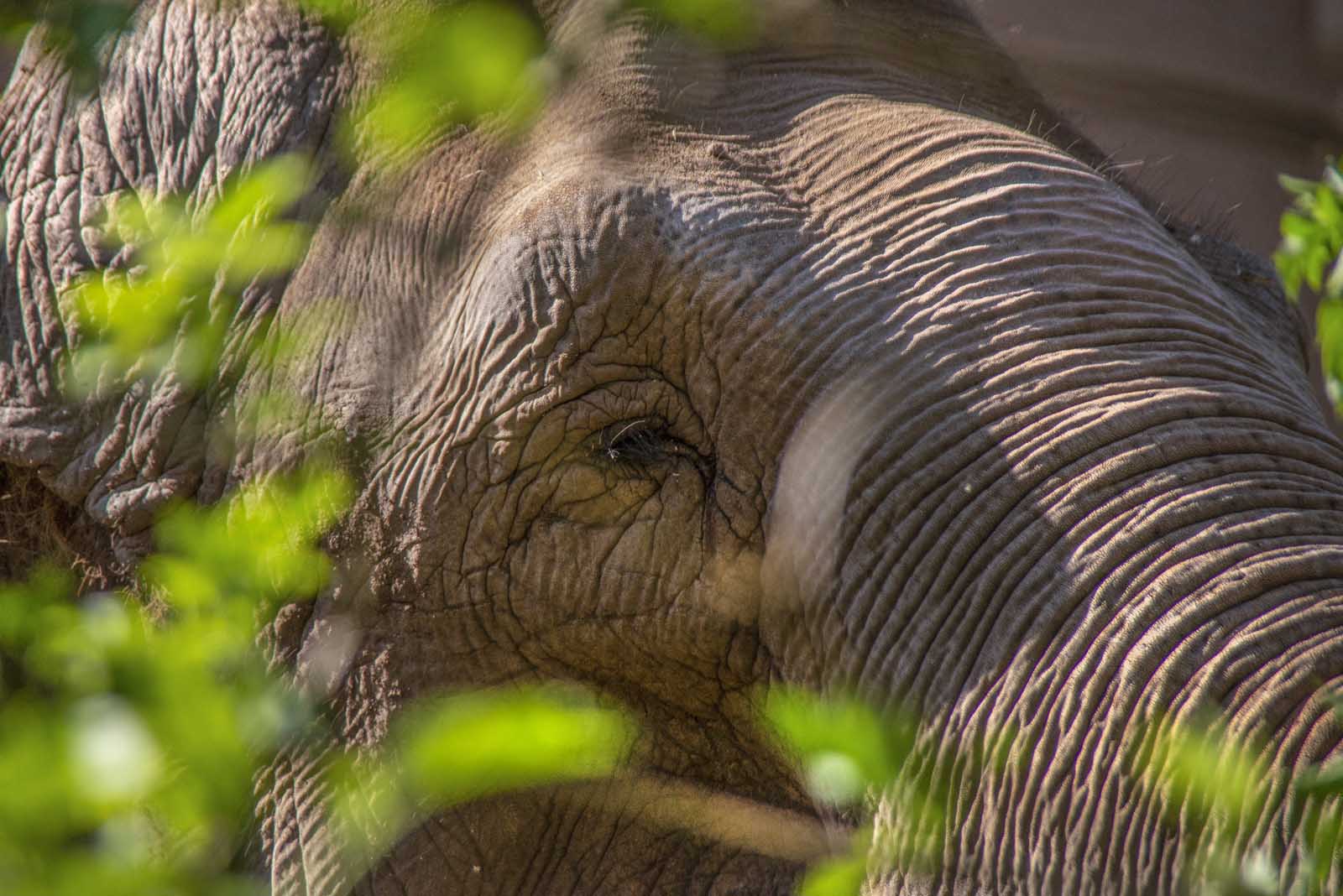 I maschi dell'Elefante asiatico raggiungono le sei tonnellate di peso mentre le femmine, più piccole, non superano le quattro tonnellate e mezzo.