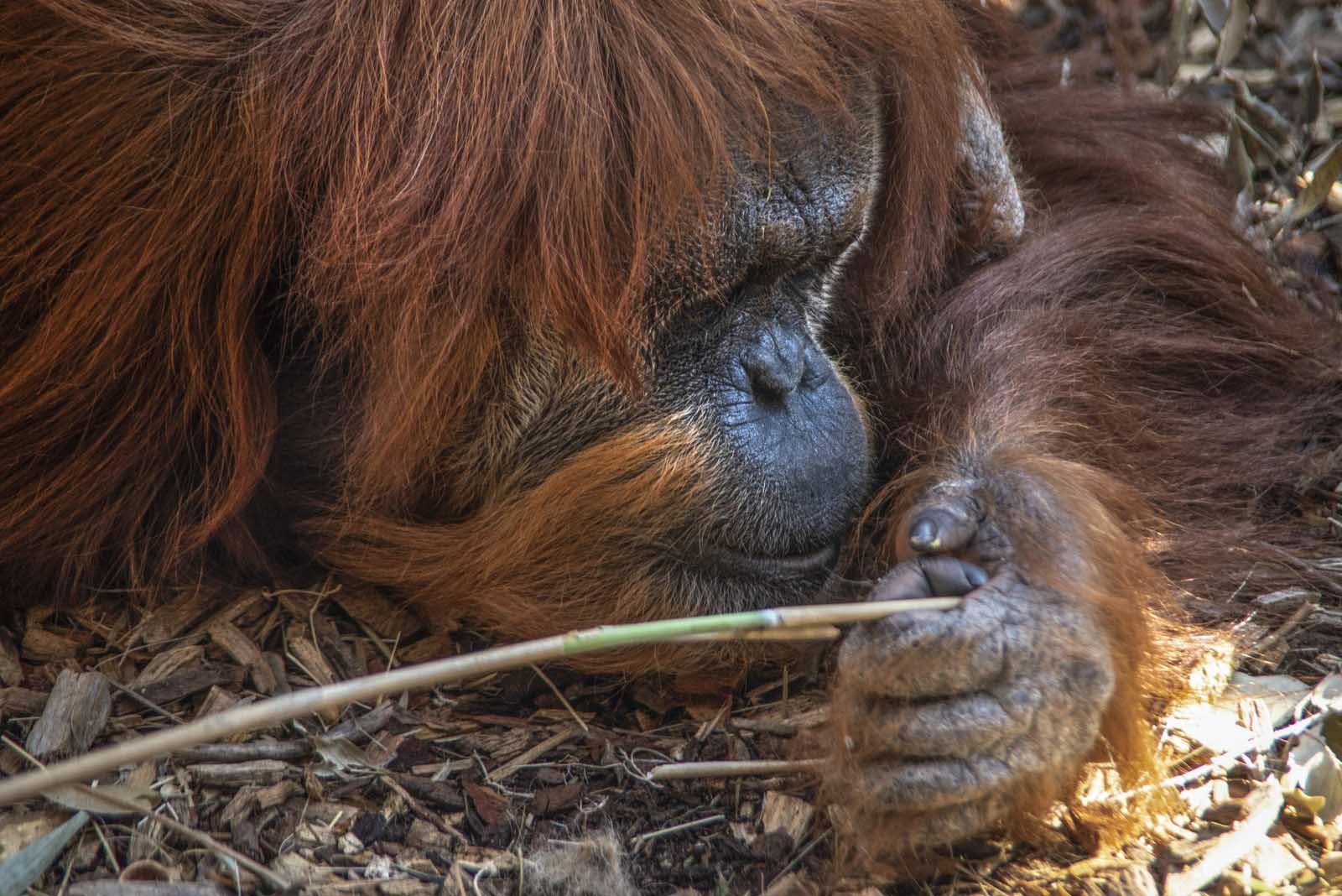 Il maschio adulto di Orango, grosso e possente, può superare i 100 kg di peso. La femmina molto più piccola, pesa fra i 30 e i 45 kg. Le braccia, lunghe e robuste, hanno un’apertura che può superare i 2 m.