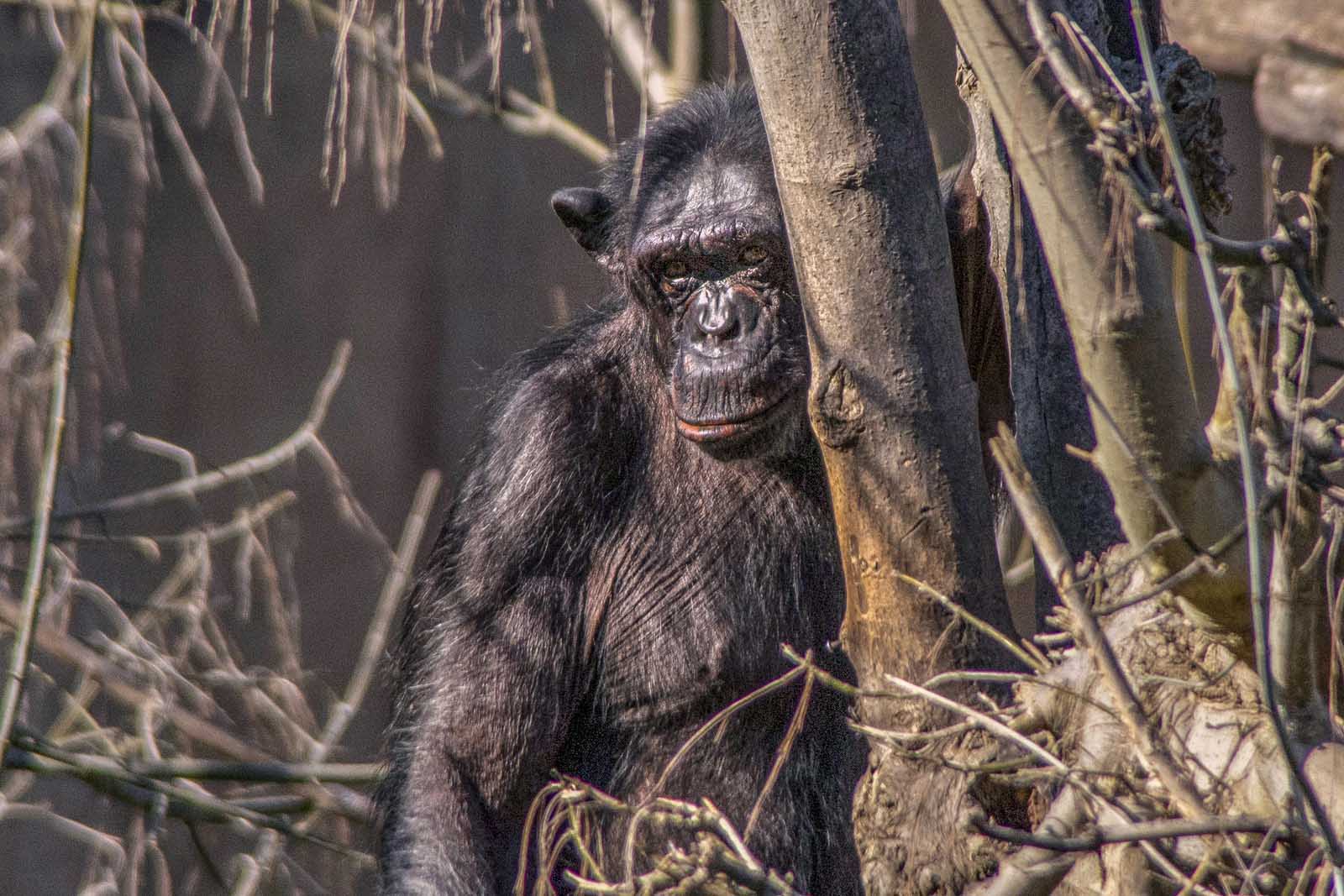 Lo Scimpanzé è alto mediamente tra gli 80 e i 130 cm e pesa 45-55 kg. I maschi sono più grossi delle femmine. Come in molte altre scimmie, le braccia sono più lunghe e robuste delle gambe.