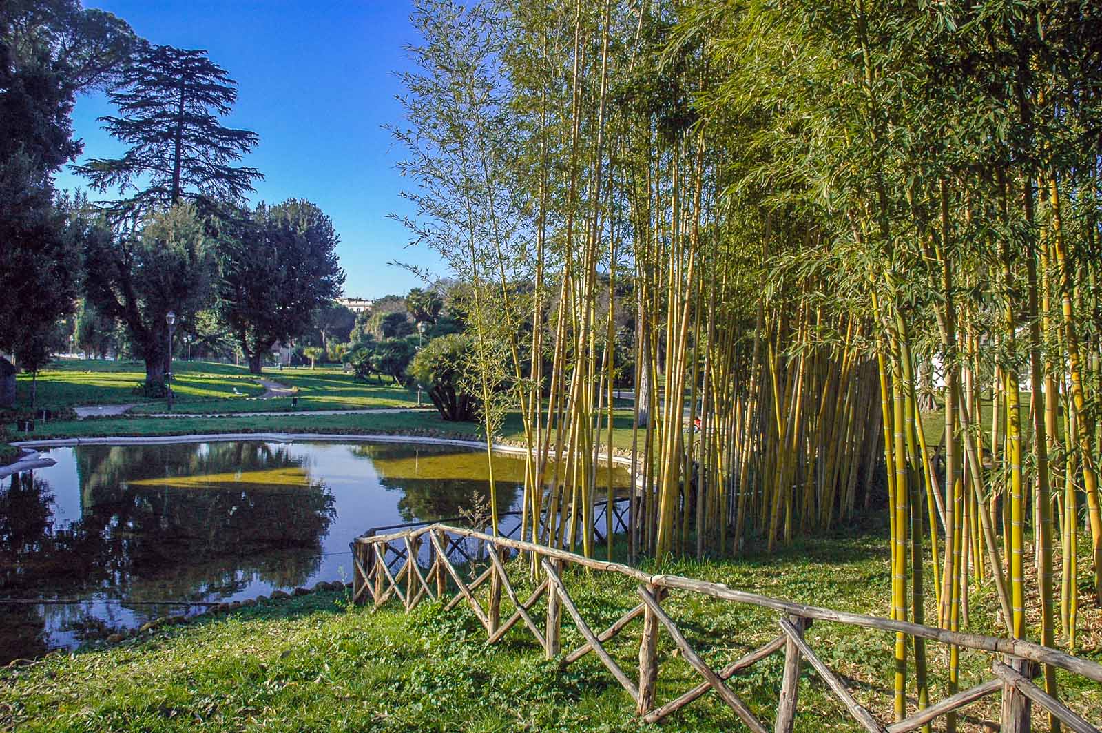 bambù a Villa Torlonia