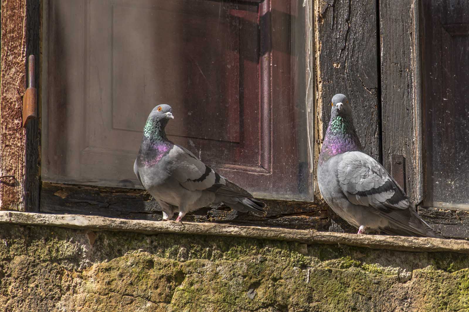Due piccioni suun davanzale di finestra