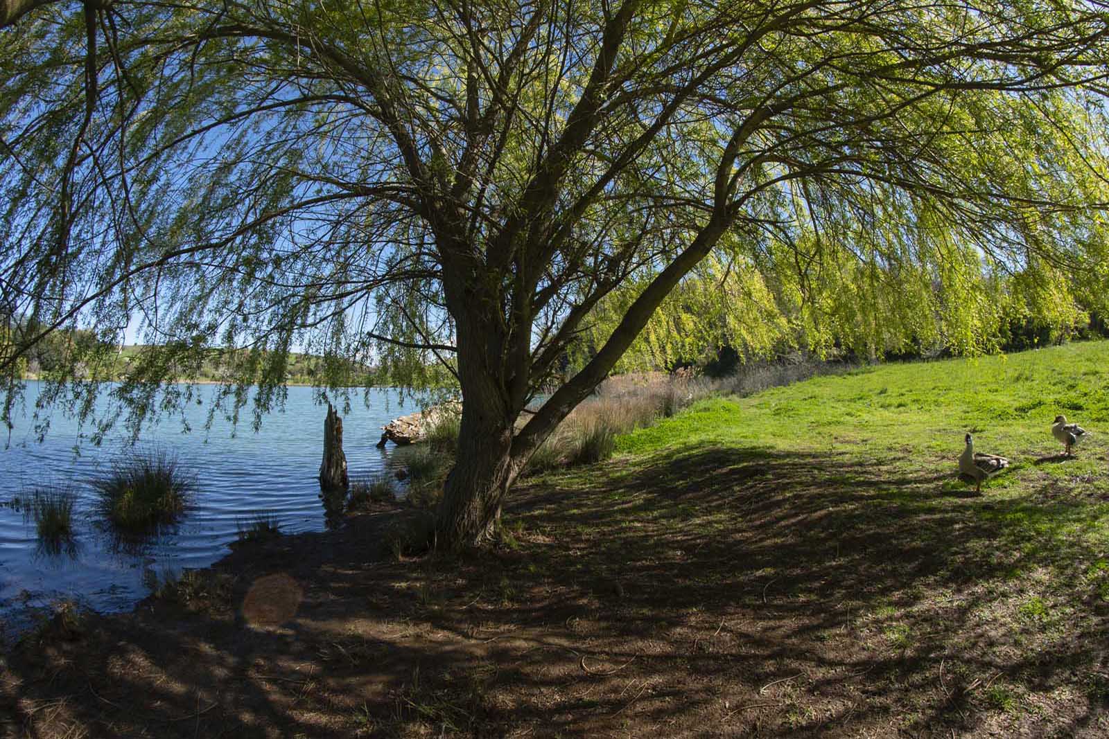 Albero con ampia chioma sulla riva del lago di Giulianello